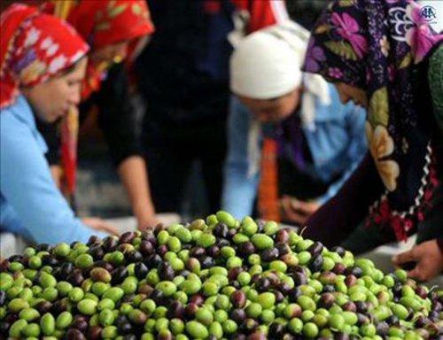 "Manisa 2023” Girişiminin Meyveleri Alınmaya Başlandı 